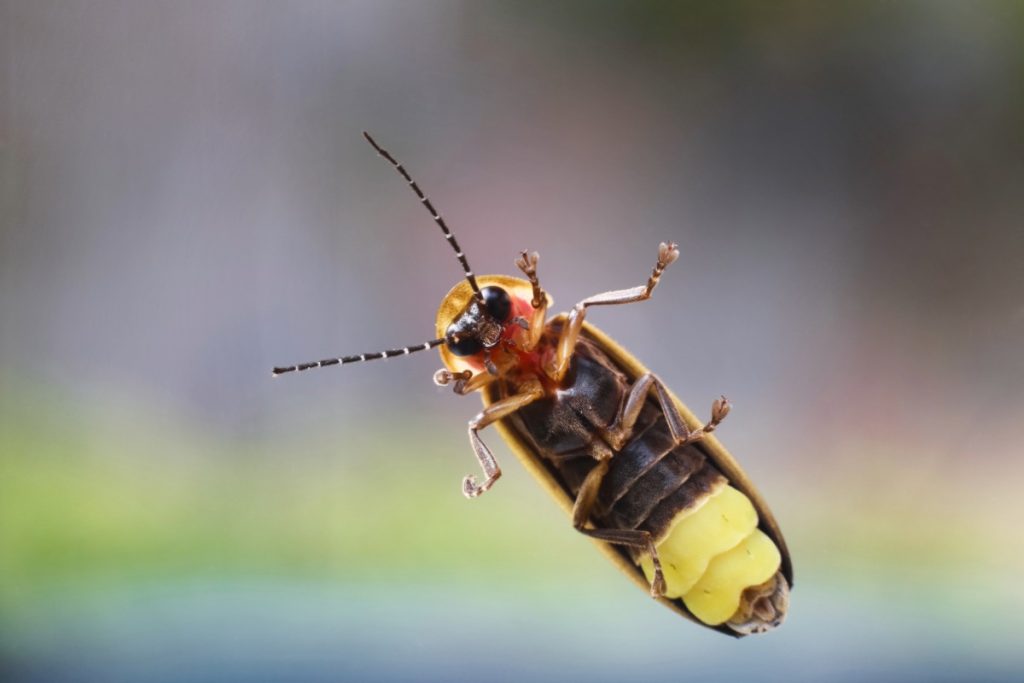 firefly