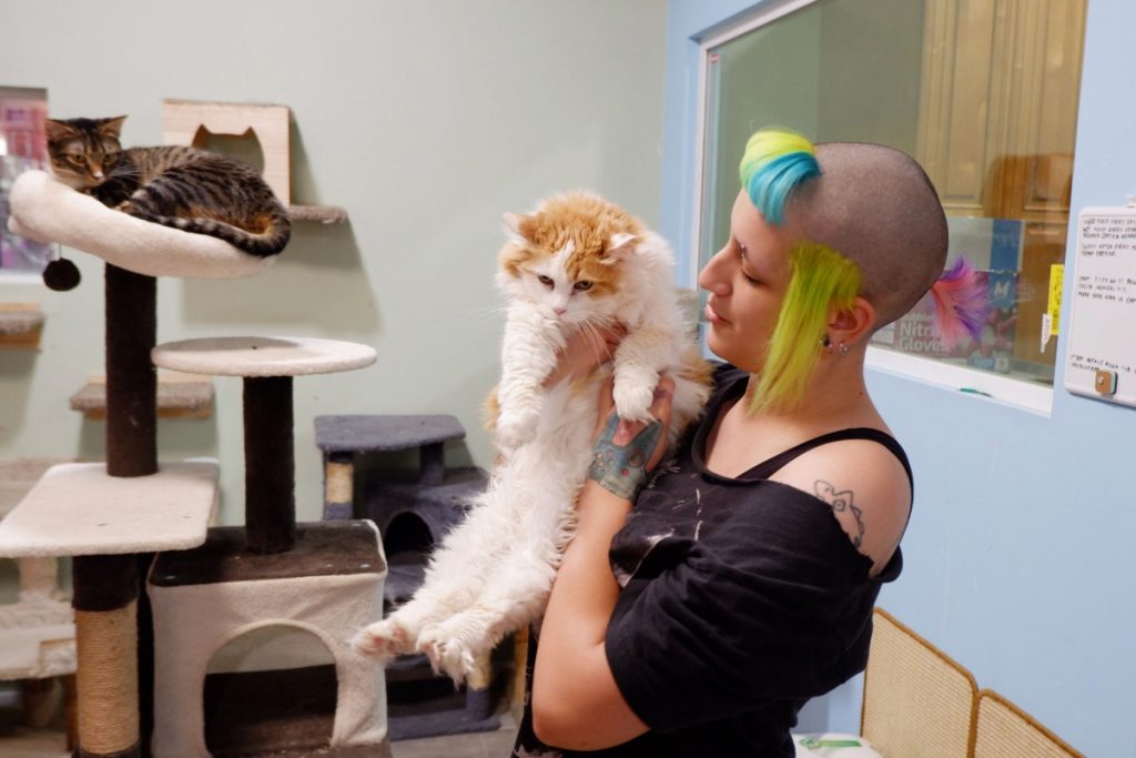 cats and woman