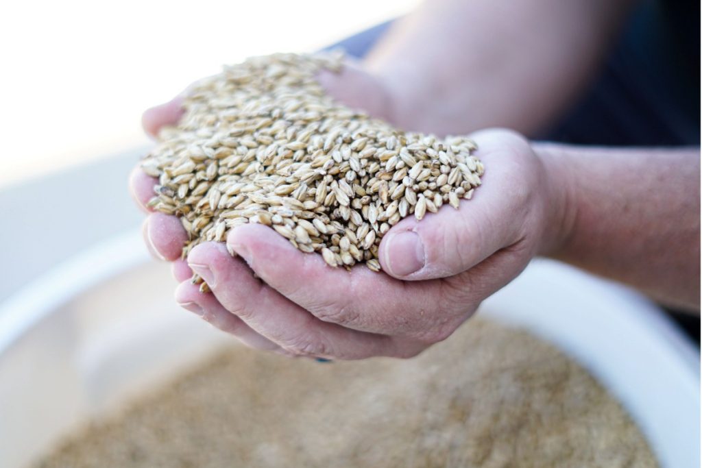 Evan LeGarde shows off handfuls of grain that will be milled and turned into beer at Save the World Brewing Co. in Marble Falls. Staff photo by Dakota Morrissiey