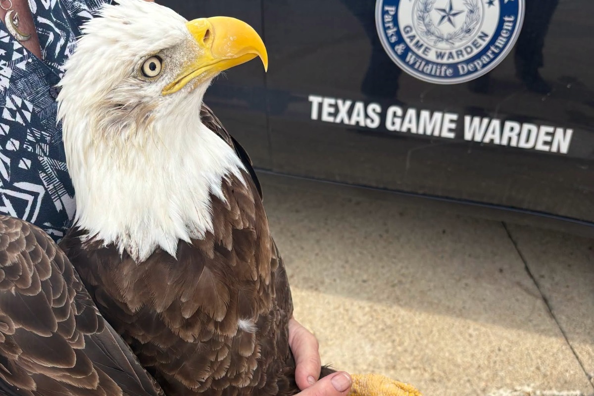 Bald eagle rescued after vehicle collision in Llano County  - DailyTrib